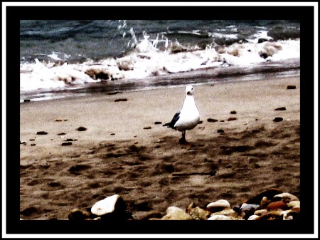 Gaviota en toro