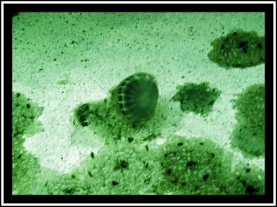 Fotografía de una medusa en el acuario de Xcaret en Mexico, Yucatan en la Rivera Maya en pleno Caribe