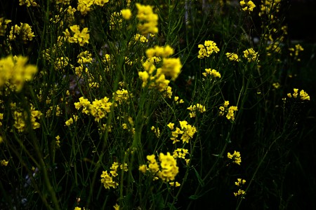 Flores Amarillas