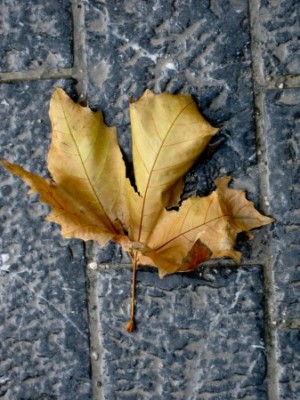 hoja de otoño